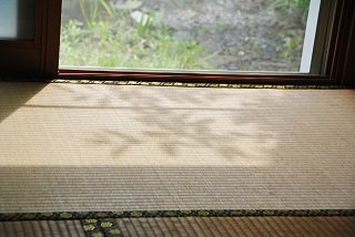 注意！夏場の畳のカビ